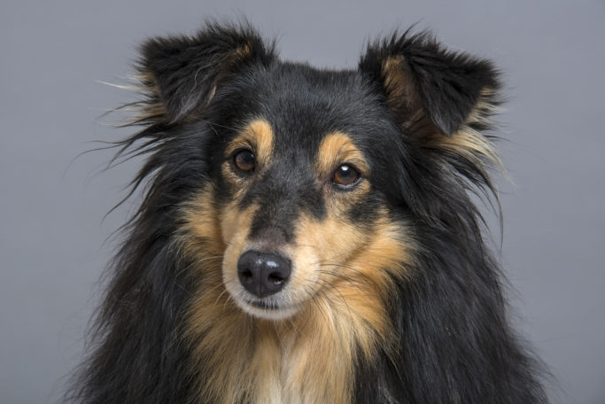 How to Photograph Dogs: a dog photographed with an external flash.