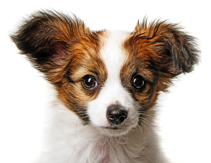 How to Photograph Dogs: photo of a puppy on a white background.