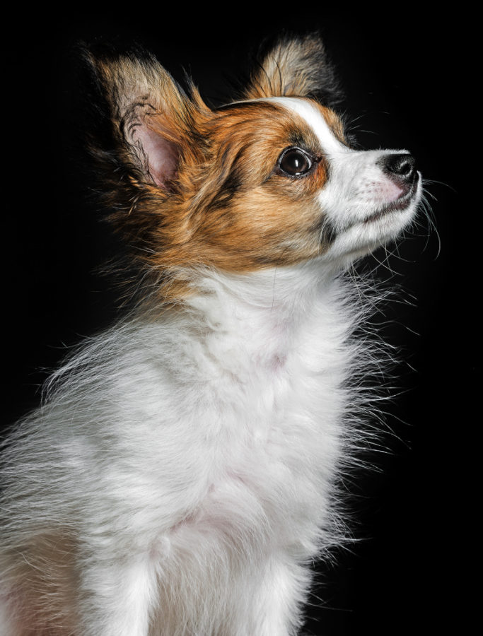 How to Photograph Dogs: photo of a dog on a black background.