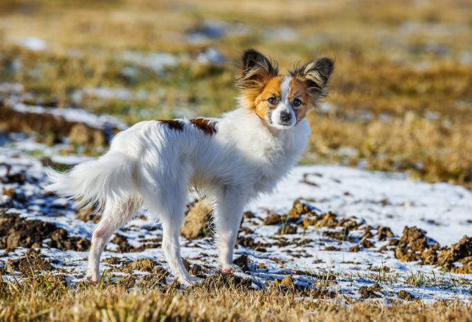 How to Photograph Dogs: photo of a dog taken by a telephoto lens.