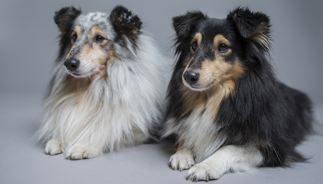 Photographing Dogs: Get Beautiful Dog Portraits Indoors and Outdoors