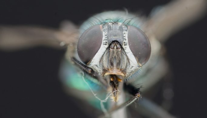 Put an End to Depth-of-field Dilemmas: Discover the Magic of Focus Stacking