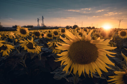写真の中の背景にある電線や電柱など不要なものを消す方法