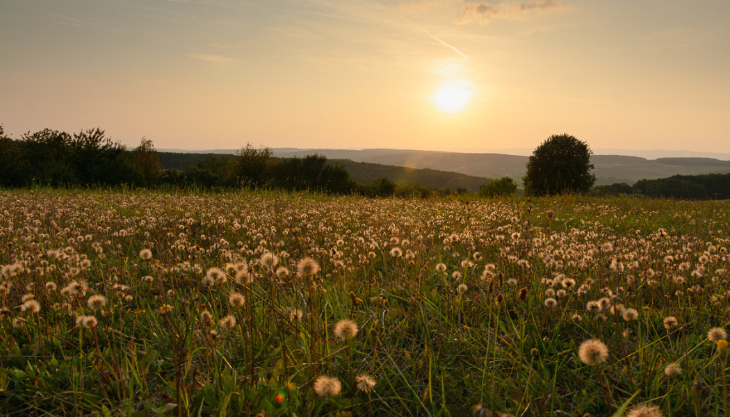 How Does a Landscape’s Light Change During One Day? - landscape in evening